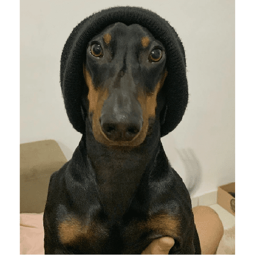 Cachorro 9