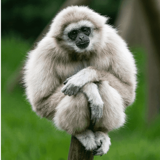 Macacos me mordam 13