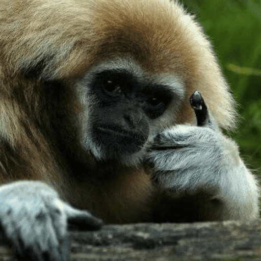 Macacos me mordam 29
