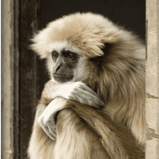 Macacos me mordam 4