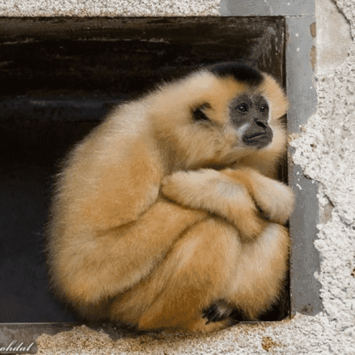 Macacos me mordam 22