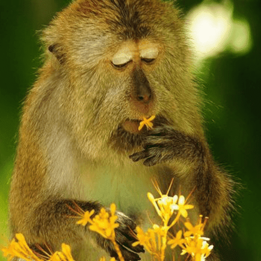 Macacos me mordam 28