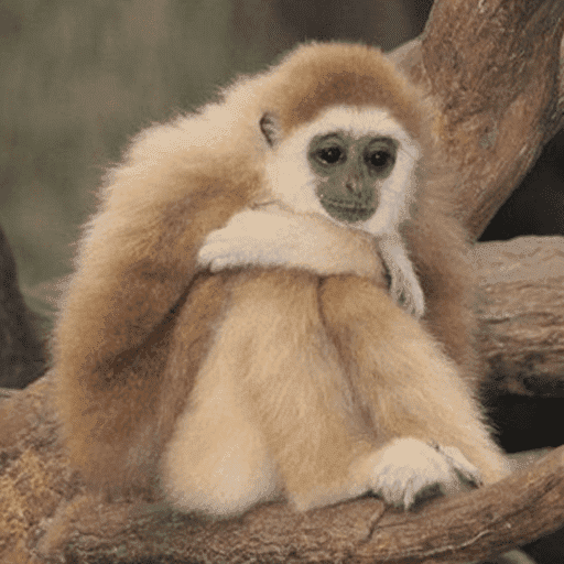 Macacos me mordam 10