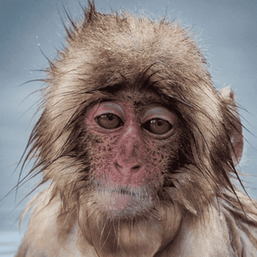 Macacos me mordam 3
