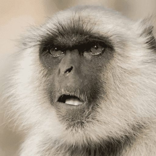 Macacos me mordam 1