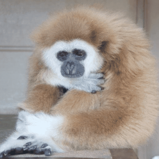 Macacos me mordam 5