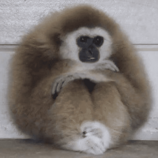 Macacos me mordam 11