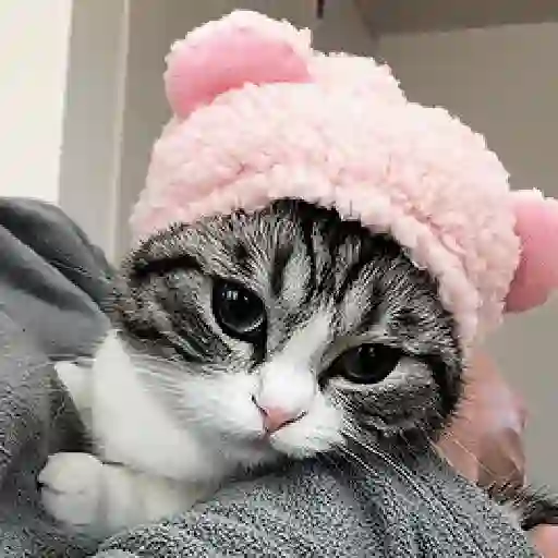 Cat reaction