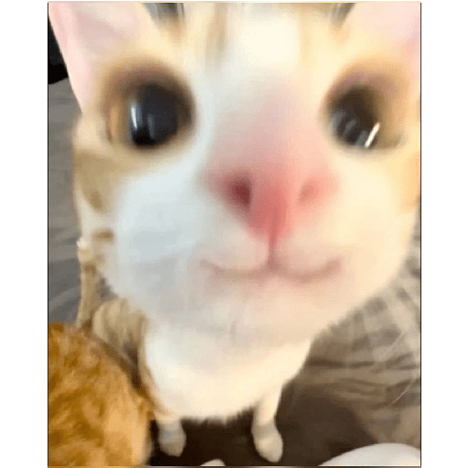Ekspresi gelap kucing😺 12