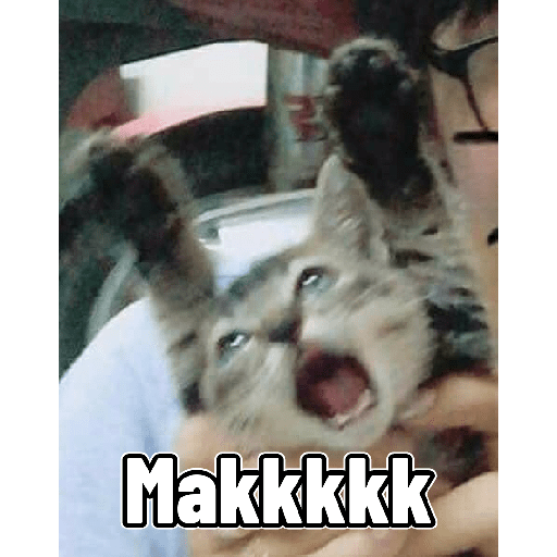Cat meme absurd