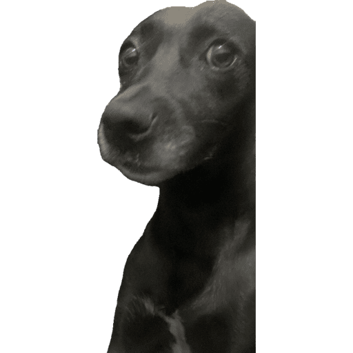 Zueira 25