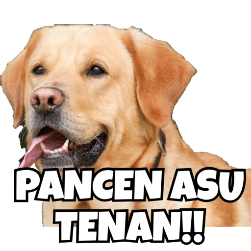 Gemblung 11