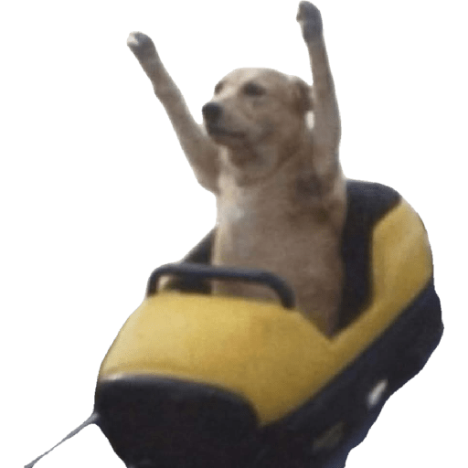 Cachorro  10