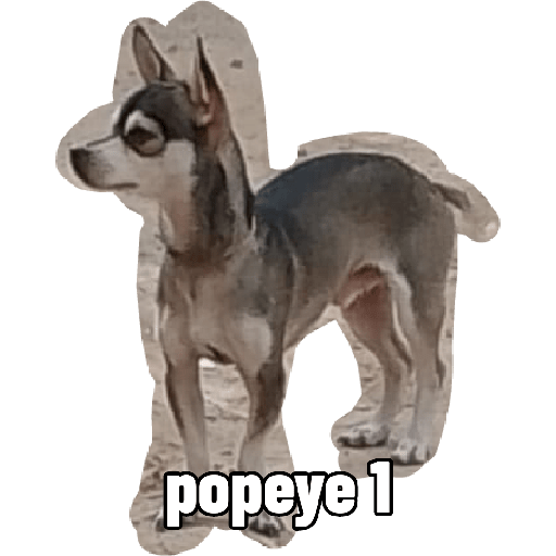 Mis mascotas 2 7