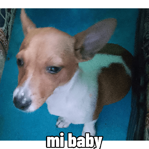 Mis mascotas 2 6