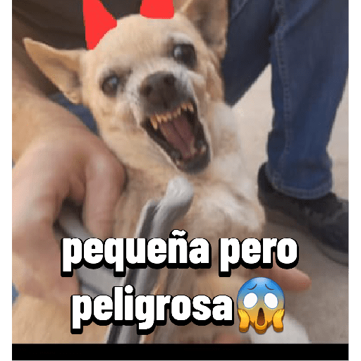 Mis mascotas 2 1