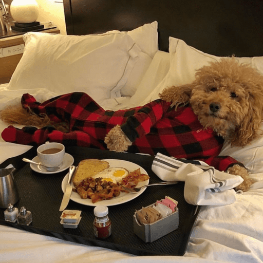 Doggo_14 3