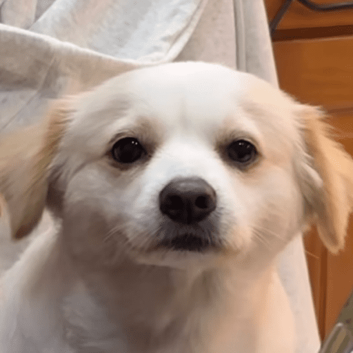 Doggo_14 30