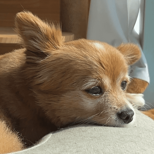Doggo_14 19