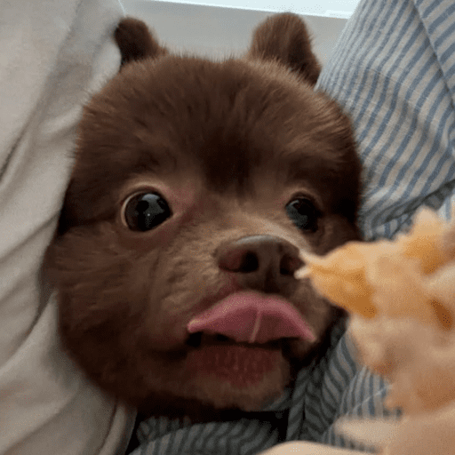 Doggo_14 26