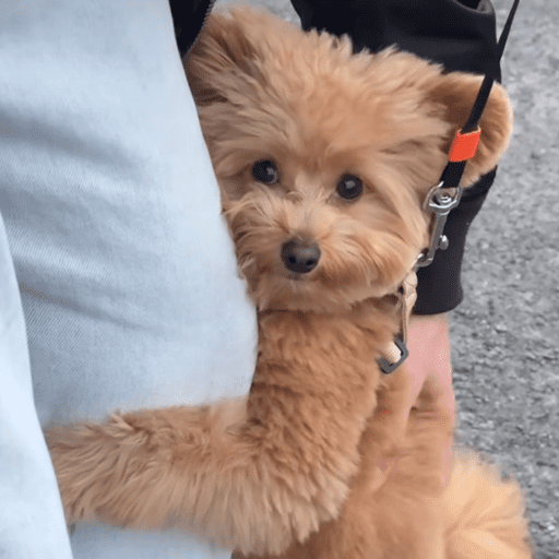 Doggo_14 21