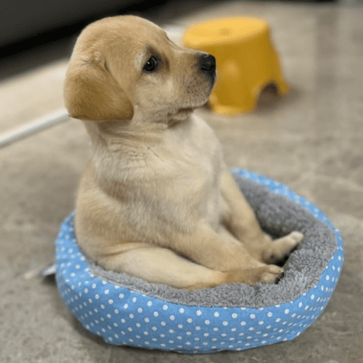 Doggo_14 15
