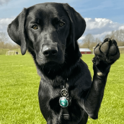 Doggo_14 8