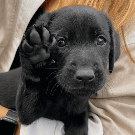 Doggo_14 9