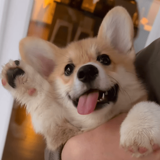 Doggo_14 4