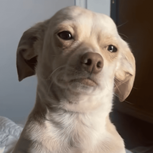 Doggo_14 7