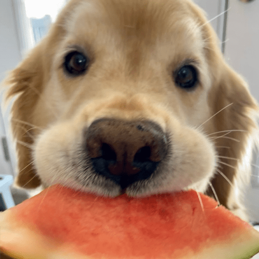 Doggo_14 25