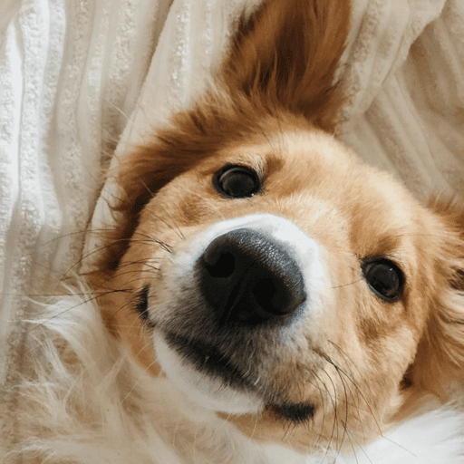Doggo_14 13