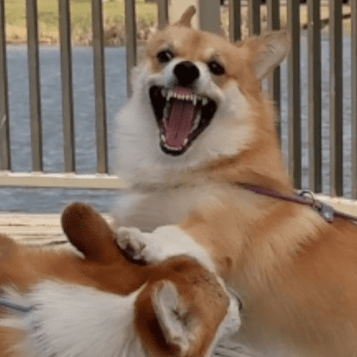Doggo_14 17