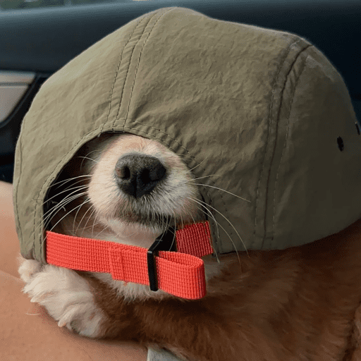 Doggo_14 11