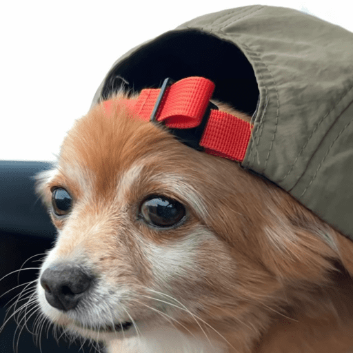 Doggo_14 12