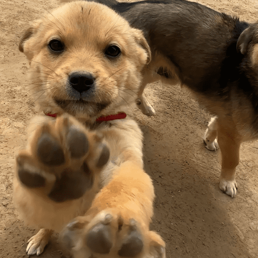 Doggo_14 10