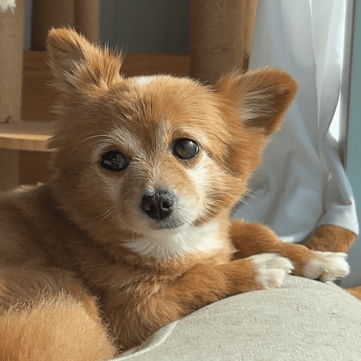 Doggo_14 18