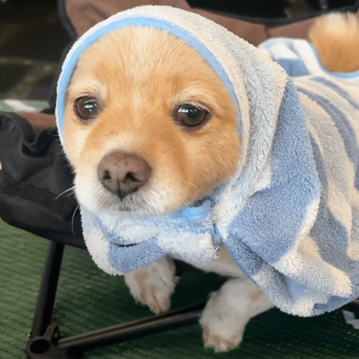 Doggo_14 23
