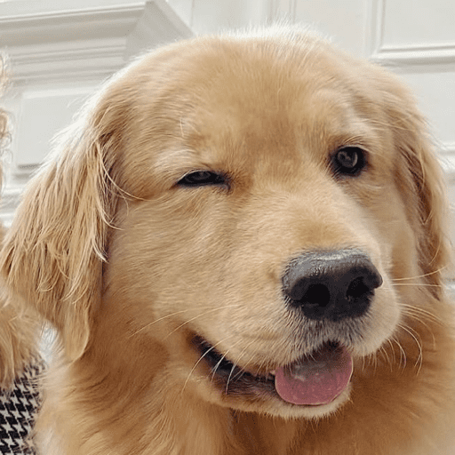 Doggo_14 14