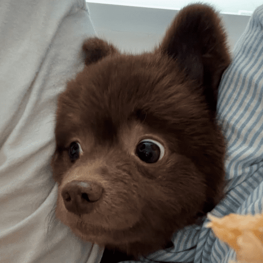 Doggo_14 27