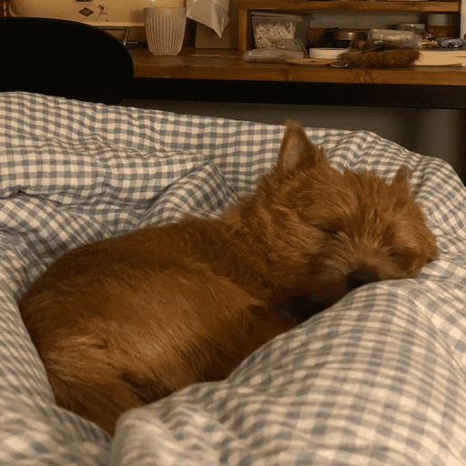 Doggo_14 29
