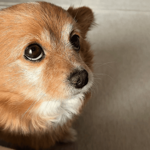 Doggo_14 24