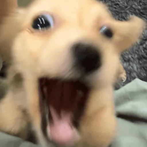 Doggo_14 16