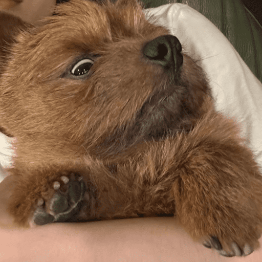 Doggo_14 28