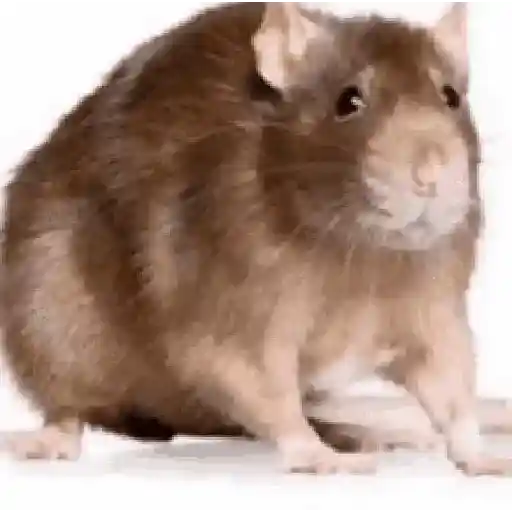 DGCQRER 4