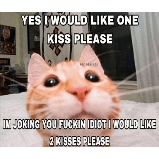 Cat memes 19