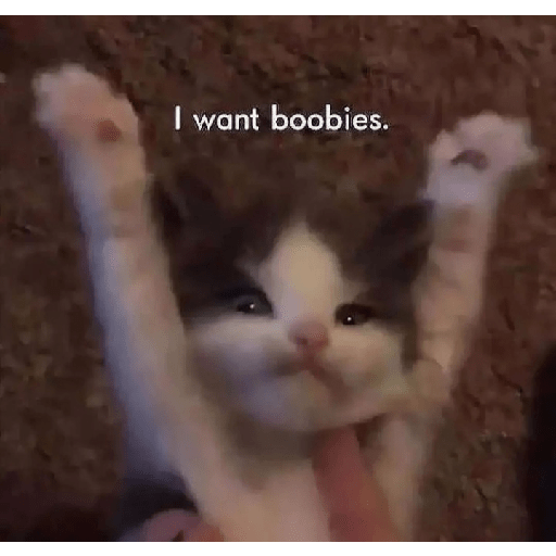 Cat memes 26