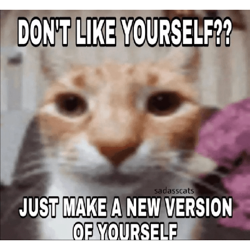 Cat memes 21