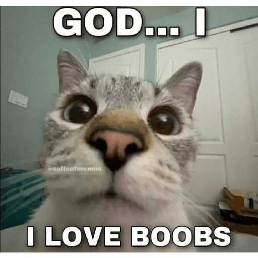 Cat memes 11