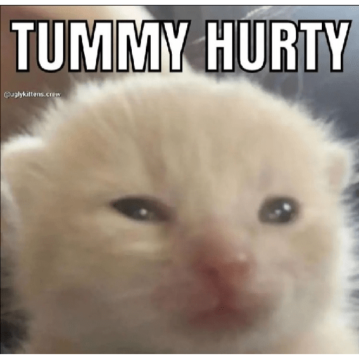Cat memes 20
